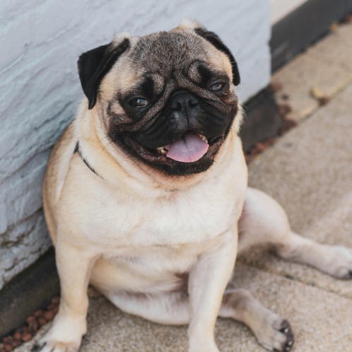 Fawn Pug In Appoggio Sul Pavimento