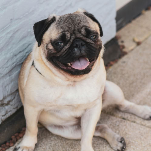 Fawn Pug In Appoggio Sul Pavimento